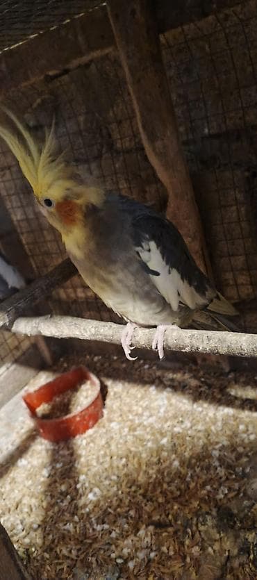 Göyərçinlər: Salam cut korella satiram hec bir problemleri yoxdu, Qiymet cutune — 6