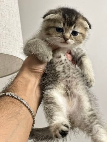 сколько стоит вислоухий кот: Шотладская вислоухая, Самка, В добрые руки, Платная доставка, Самовывоз — 6