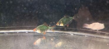 продажа аквариумных рыбок: Sülhsevər — 1