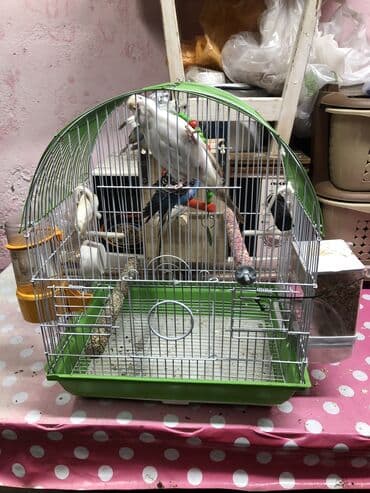 qefəs: 2cut 2erkek 2disi 1illik quslardir tam saglamdir. qefes qarisiq — 1