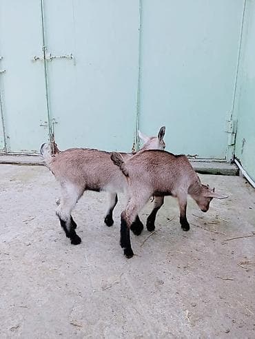 keci dərisi: Məhsul: Cüt balaca keçi ( oğlaq ) Təsvir: - Eyni yaşda iki oğlaq — 4