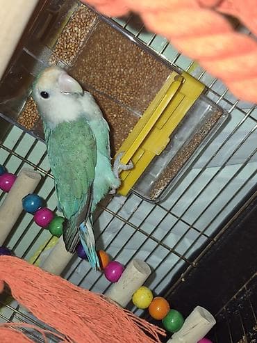 Akvariumlar: Məhsul: Ev quşu – kiçik ölçülü, qəfəsdə saxlanan, yaşıl-mavi çalarları — 2