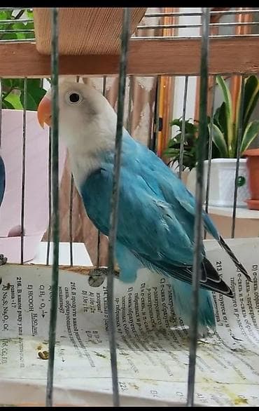 Salam,Fişer bala, Türkiyədən gəlmə quşların balasıdır,15-20 gün olar