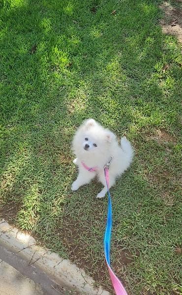 balaca ev itleri: Şpitz — 2