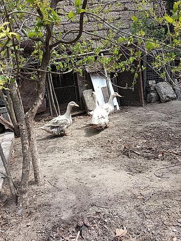 mandarinka ördeyi: Dişi, | Kuban, Yumurtalıq, Ünvandan götürmə — 1