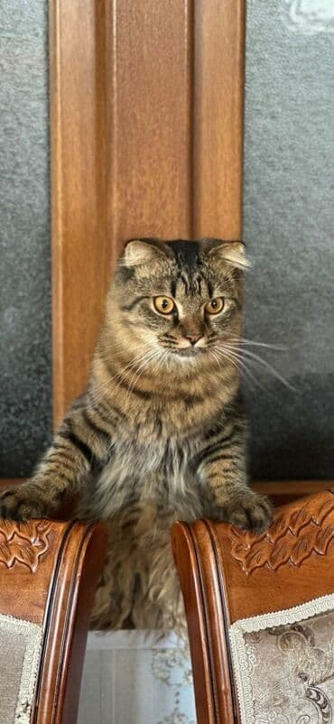 Şotland yastı qulaq, Erkək, Cütləşmə üçün, Ünvandan götürmə, Pulsuz çatdırılma, Ödənişli çatdırılma