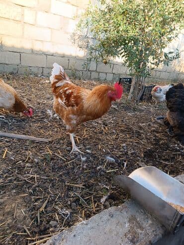 ordek yumurtası: Toyuq, Yumurtalıq — 7