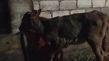 en gozel it adlari: 10.günlik semetalı.diş.bizov satlır yaxş super semetalı.ingin balasdı — 5