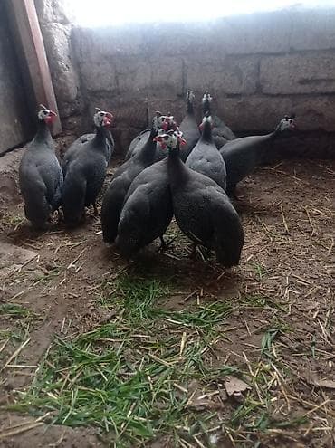 ordek satilir: Salam Allah herkesin malına bereket versin.bu gördüyüvüz Fireng — 1