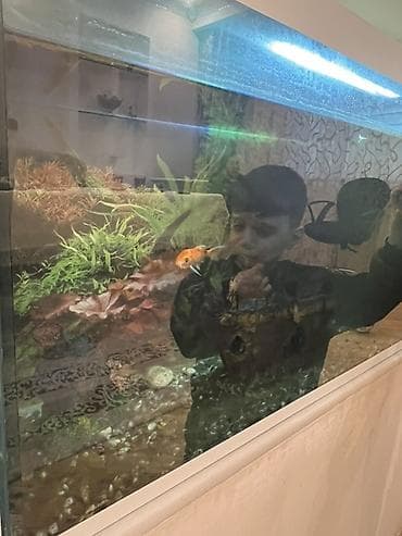 Akvariumlar: Böyük şüşə akvarium Texmını tutumu 200 litr olmalıdır Akvariumda LED — 3