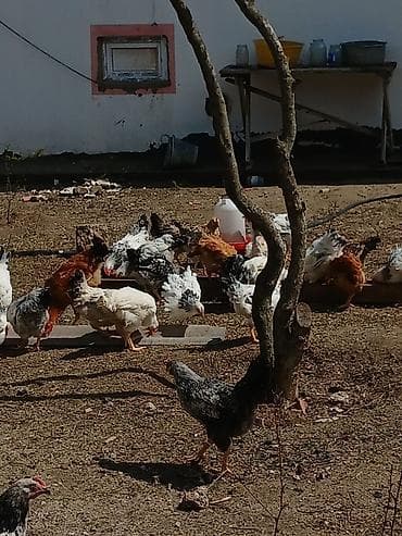 simental inekler azerbaycanda: ‼️ Təcili Satılır ‼️ 53 ədəd tam sağlam 4.ay yarımlıq colpalar — 9