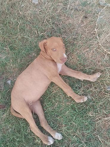 pitbul dişi: Pitbul, 2 ay, Dişi — 2