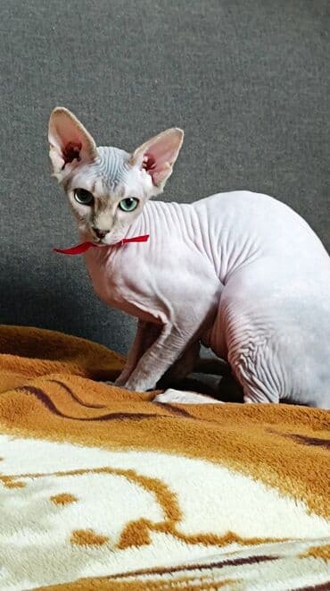 pişik siyam: Котята канадского сфинкса Здоровые, активные, приучены к горшку — 4