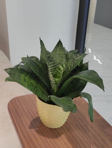 sirga gulu sekilleri: Sansevieriya — 1