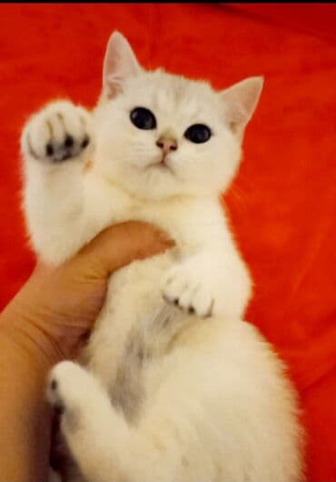 van pisiyi satilir: Britan, Dişi, Yaxşı əllərə, Ünvandan götürmə — 8