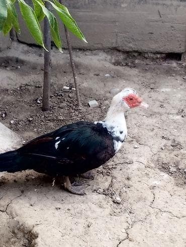 Muscovy ördəkləri (indoutka) –bir yaş yarmdlar sağlam ördeklerdi