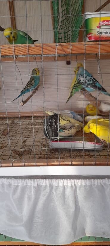 купить аквариум в баку: Topdan 10 manat qiymət sondu — 4