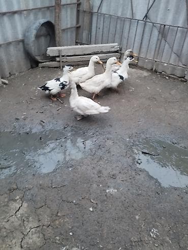 Heyvanlar üçün mallar: 6 ədəd ördəklər satılır.biri lal ördekdi qalanları yerli.tək tək biri — 5