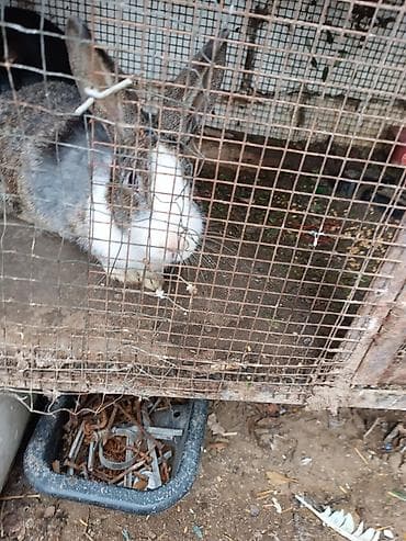 Сельхоз птицы: Saglam heyvanlardi bir erkey iki disidi istesen maraqlana biler — 8