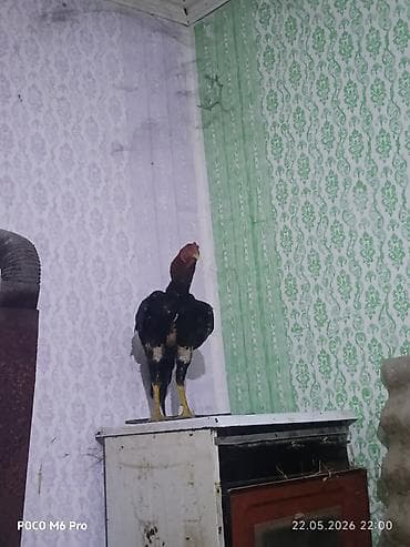karella quslari: Cins xoruz – uzun ayaqlı, güclü bədən quruluşlu, qırmızı başlı, qara — 2