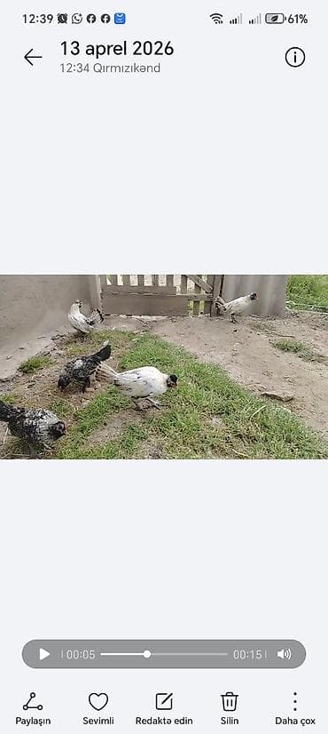 cins inəklərin satışı: Toyuq, Yumurtalıq — 2