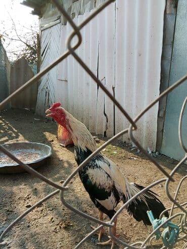Ördəklər: Məhsul: Xoruz (yerli cins) Mahmuz ustası reyal alıcıya endirim olacaq — 1