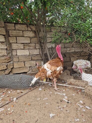 hinduşqa cucələri: Qırmızı kanada hinduşkaları satılır böyükleri ve cücesi 20-25 kqram et — 1