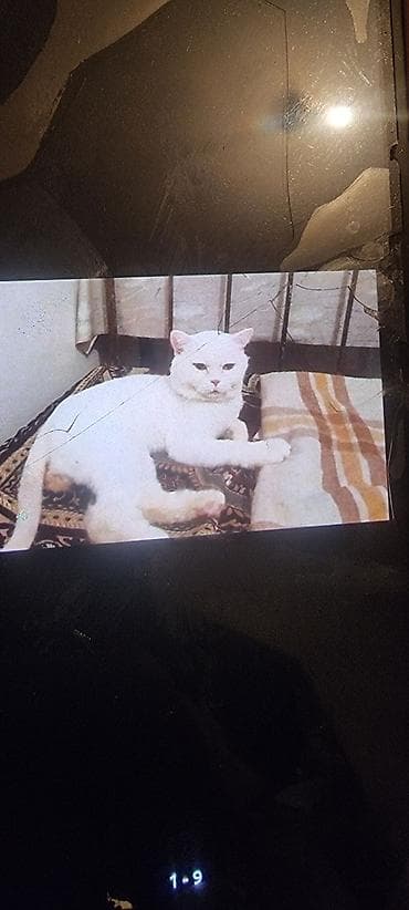 pisik adlari: Ev pişiyi – müxtəlif rənglərdə - Rənglər: tünd boz (mavi tonlu), ağ — 9