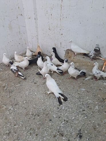 Gəmiricilər: Salam. goyercinler kom 6 manat tek tek 8 manat. goyercinle Bakının — 2