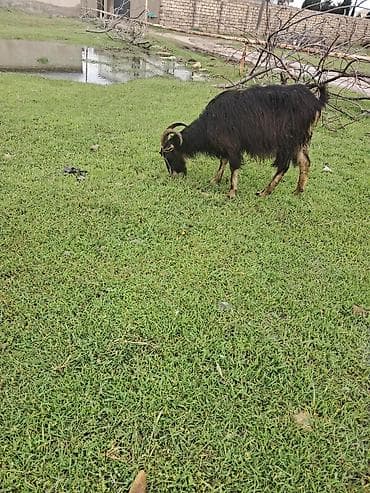 Disi keci balasi erkeydi