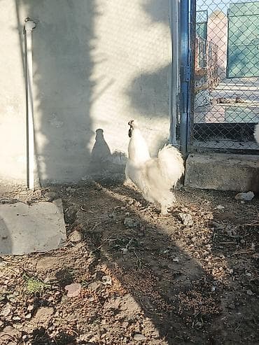 cuce ve xoruz temsil: Toyuq, Damazlıq — 6