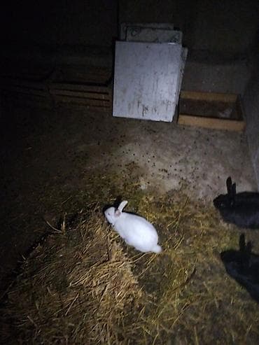 dovsan satisi: Ana dovşan var 2 dişi 1 erkey böyük dovsandirlar tam sağlamdırlar - — 4