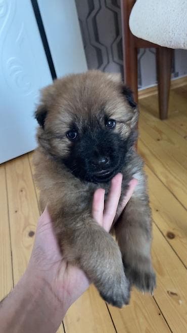 qurd basar iti: Çau-Çau, 2 ay, Dişi — 2