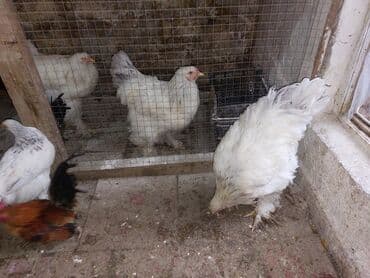 brahma yumurtası: Toyuq, Brama, Damazlıq — 2