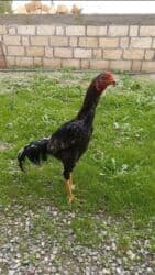 Коровы, быки: Heyratı beçə. Sağlam heyvandı heç bir problemi yoxdu. Təcili pula — 1