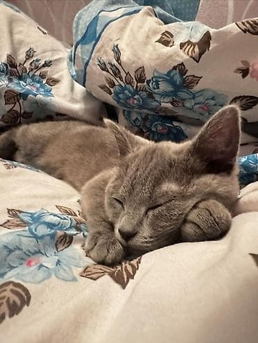 afcarka bala: Rus mavi, Dişi, Yaxşı əllərə, Ünvandan götürmə, Ödənişli çatdırılma — 4