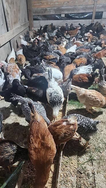 ucuz cuce: Yerli təsərrüfatda bəslənən cücələr və ətlik-yumurtaçılıq istiqamətli — 3