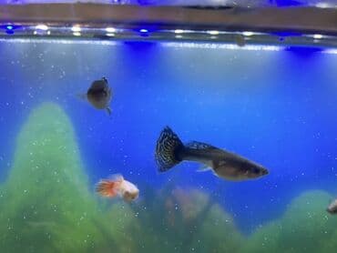 Бусы: Гуппи, Мирные, Платная доставка — 5