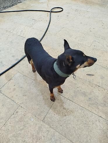 qurdbasar satisi: Doberman, 1 il, Dişi, Peyvəndli, Ödənişli çatdırılma — 7