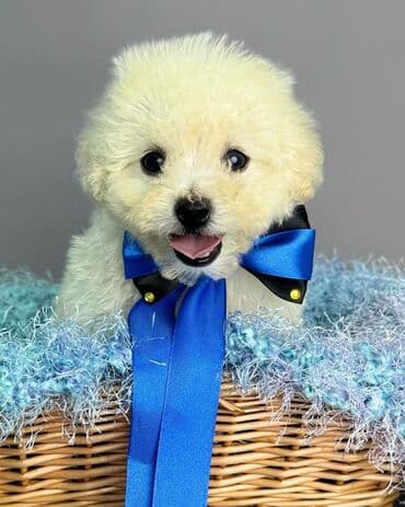 ən gözəl it adları: Bişon Frize — 5