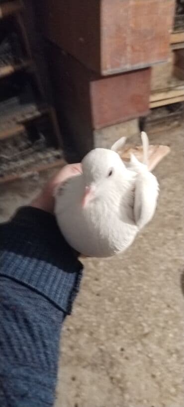 Qirmizi boyun erkeydi sari boyun 90 faiz maya oxşuyur tutulma quşdu — 4