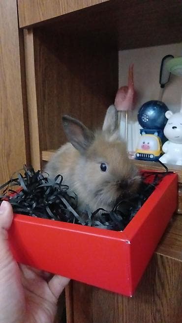 Mini dekorativ dovşan balaları - Növ: dekorativ/mini pet dovşan - — 9