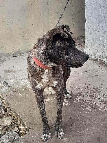 Pitbul, 11 ay, Erkek — 4