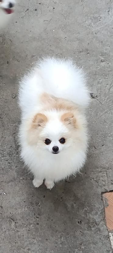 coban itlerin satisi: Şpitz, Peyvəndli — 1