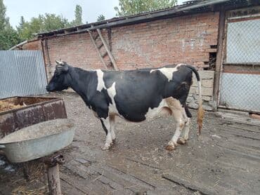 holstein inekleri: Südlük inək - Rəng: qara-ağ, xallı - Cins tipi: Holştin/holştin tipli — 6