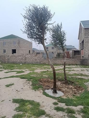 Məhsul: Zeytun ağacları (2 ədəd) Təsvir: - Həyətyanı sahə, bağ və ya