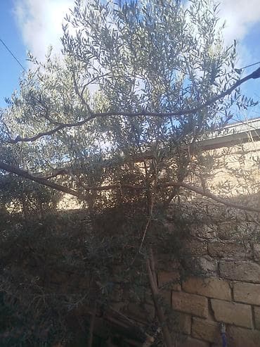 Digər bitkilər: Zeytun ağacı satılır - Növ: Zeytun (Olea europaea) - Hündürlük — 5