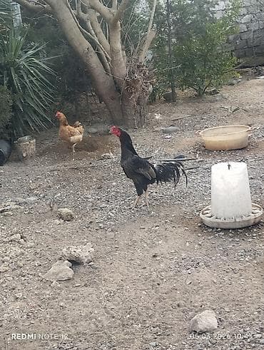 Toyuq, Damazlıq, Ünvandan götürmə — 6