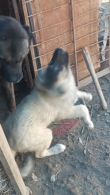 tap.az heyvanlar itler: Kanqal — 4