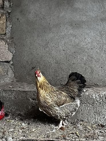 ereb ati satilir: Toyuq, Yumurtalıq — 5